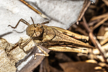 grasshopper on the ground