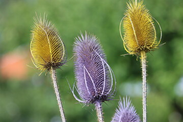 Dipsacus fullonum, syn. Dipsacus sylvestris, is a species of flowering plant known by the common...