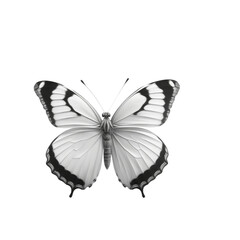butterfly on white