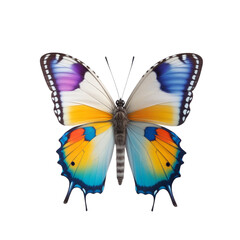 butterfly isolated on white