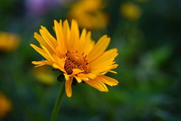 A large yellow flower. A flower similar to a sunflower. Yellow asters.