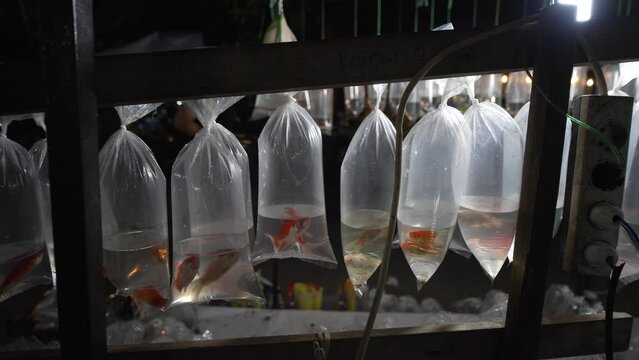 Goldfish sold by street vendor at BKT Night Marke