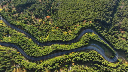 Curved road trough pine forest