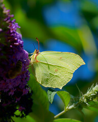 Sucking Butterfly on a Lilac 