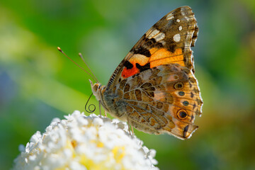 Sucking Butterfly on a Lilac