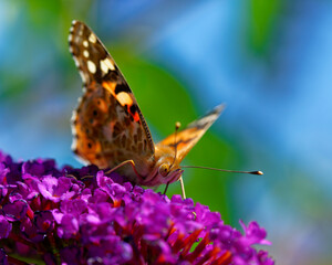 Fototapeta na wymiar Sucking Butterfly on a Lilac