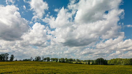 Chmury nad polem słoczników © RAW_MAN