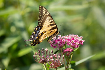 Yellow eastern tiger swallowtail butterfly gathering nectar from native pink swamp milkweed flower in garden