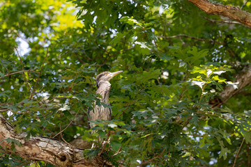 Juvenile yellow-crowned night heron perched in oak tree