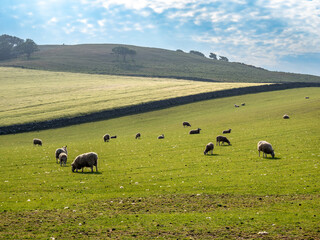 Sheeps grazing near St Abbs Head, Scotland