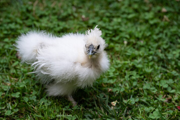 A moroseta chick on the grass in a farm yard.