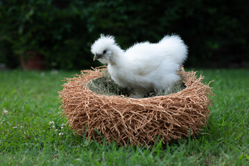 A moroseta white chick in a nest like wicker basket in a farm garden.