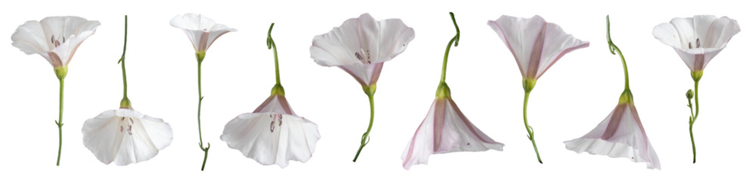 Field bindweed flowers ( Convolvulus arvensis ) isolated on transparent background.