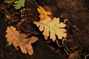Fall Foliage Aerial View of Arid Forest with Maple Leaves on Ground