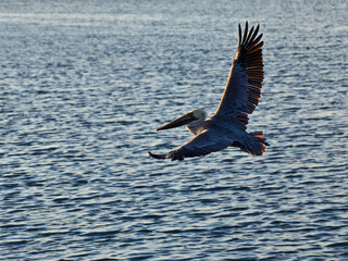 A Large Pelican flying over open water.