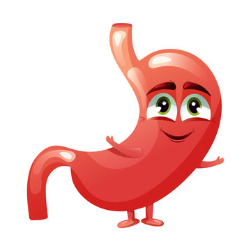 Cartoon cute stomach character. Concept healthy internal organ. Vector illustration.