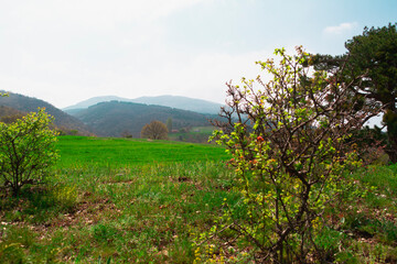 Fototapeta premium landscape with trees