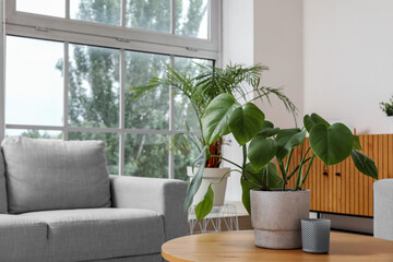 Stylish grey sofa, table with candle and houseplant near window in living room, closeup
