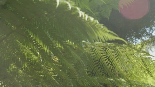 fern leaf in the forest with sunshine passing through