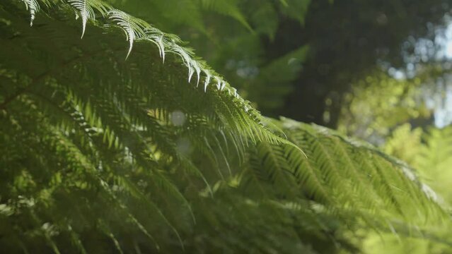fern leaf in the forest with sunshine passing through
