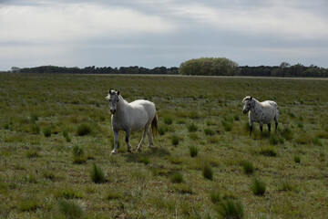 Herd of horses in the coutryside, La Pampa province, Patagonia,  Argentina.