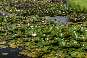 Beautiful water lilies, Vecpiebalga, Latvia.