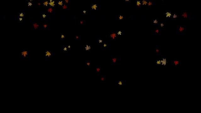 Autumn leaves falling in nature due to gravity, rotating, swirling, 4k with alpha channel for transparent background