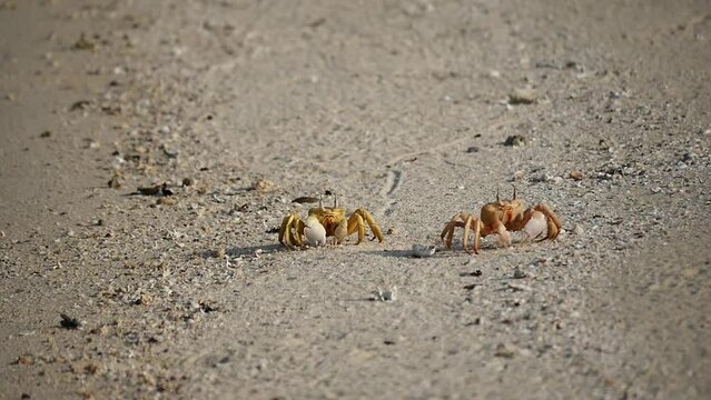 Sea crabs running across the sand of the Egyptian beach