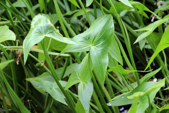 Sagittaria sagittifolia grows in water with a slow flow