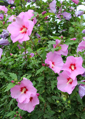 Hibiscus bush blooms in nature