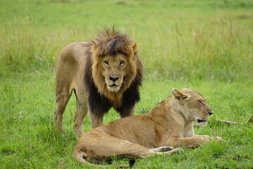 Fototapeta na wymiar male lion and female lioness pair