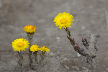 In nature, bloom early spring plant coltsfoot (Tussilago farfara) - obrazy, fototapety, plakaty