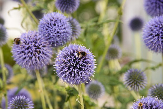 violett bl&uuml;hende Kugeldistel - Bl&uuml;tenkugel