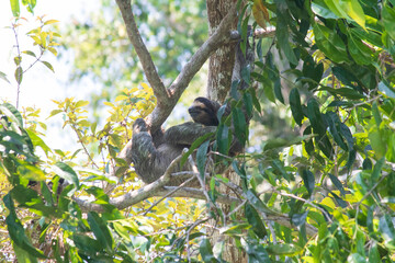 Costa Rica lifewild