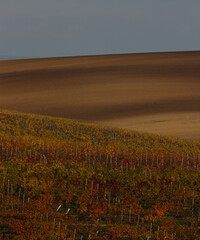 Rolling hills of brown fields and vineyards in the fall sunset in Moravian Tuscany