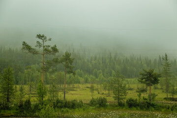 Fototapeta premium Foggy marsh landscape with fir trees and ordinary marsh vegetation.