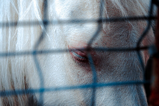 Young sad horses locked behind a cage