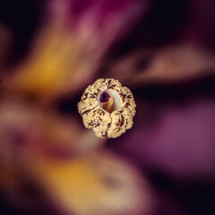 Details of a purple and yellow flower in close-up - selective focus