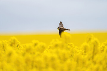 eine Uferschwalbe fliegt über den Rapsfeld