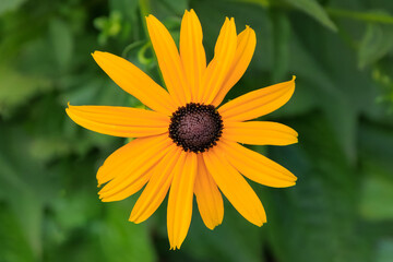 Blüte vom Sonnenhut
