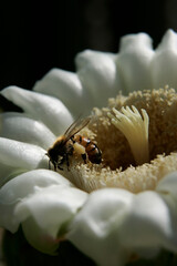 BEE AND SAHUARO BLOOM