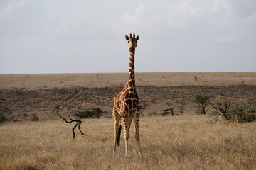 giraffe in grasslands Lewa Conservancy with Mt. Kenya in the distance