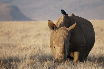Starling on rhino in Lewa Conservancy 