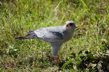 Eastern chanting goshawk in the Serengeti 