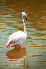 Pink flamingo stands gracefully in shallow water.
