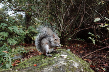 squirrel in the park