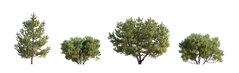 Set of Pinus mugo Mughus bush shrub and Pinus sylvestris Scotch pine isolated png on a transparent...