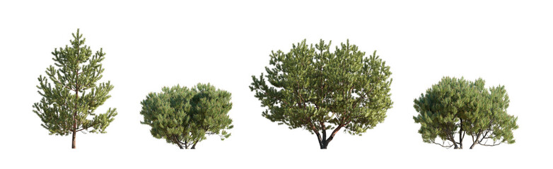 Fototapeta na wymiar Set of Pinus mugo Mughus bush shrub and Pinus sylvestris Scotch pine isolated png on a transparent background perfectly cutout Pine Pinaceae dwarf mountain pine 