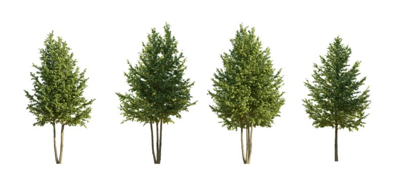 Tilia trees isolated png on a transparent background two lighting options premium cutout linden basswood lime trees common tree street tree