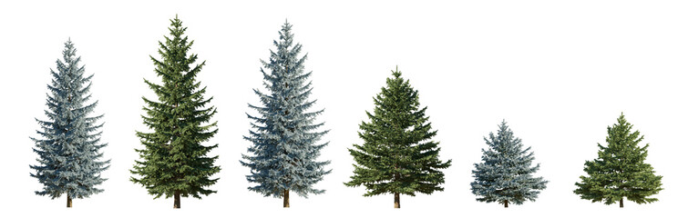 Set of 6 picea pungens colorado blue and green spruce evergreen pinaceae needled tree isolated png...
